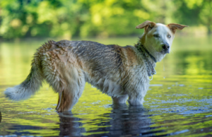 Can a Dog Go Without Drinking Water?