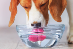 Can a Dog Go Without Drinking Water?