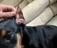 Doberman Ear Cropping