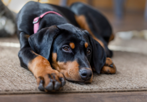 Doberman Ear Cropping