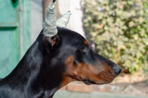 Doberman Ear Cropping