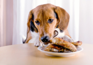 Can Dogs Live on Chicken Alone? 