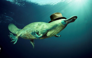 8 Amazing Animals of Australia