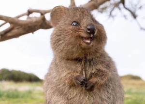 8 Amazing Animals of Australia