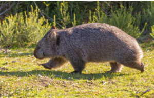 8 Amazing Animals of Australia