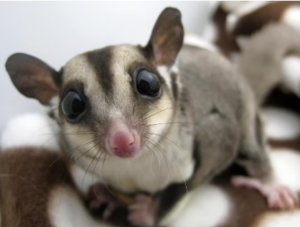 8 Amazing Animals of Australia