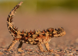 8 Amazing Animals of Australia