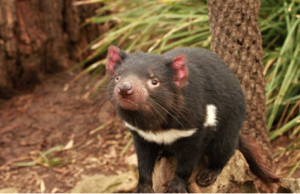 8 Amazing Animals of Australia