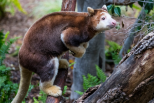 8 Amazing Animals of Australia