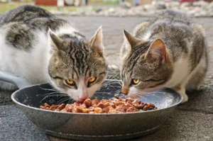 10 Cat Foods to Avoid