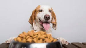 Worst Dog Food Brands in Australia