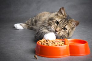 10 Cat Foods to Avoid