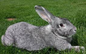 Flemish Giant Rabbit Cost?