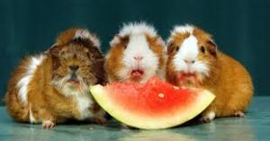 Guinea Pigs Eat Watermelon