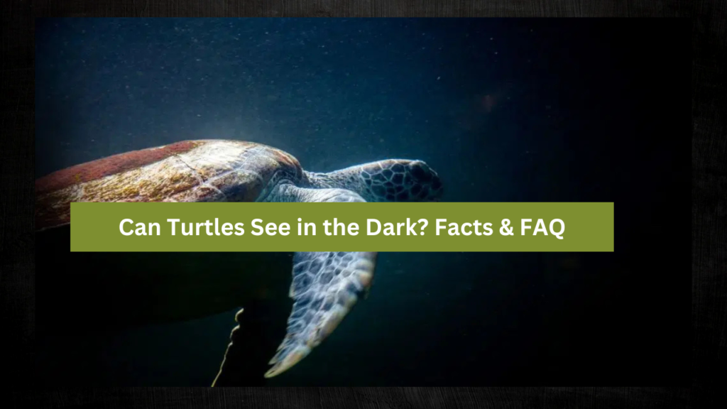 Can Turtles See in the Dark