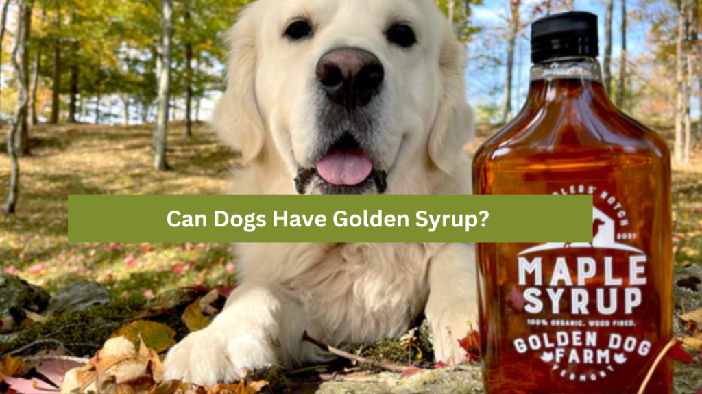 Can Dogs Have Golden Syrup