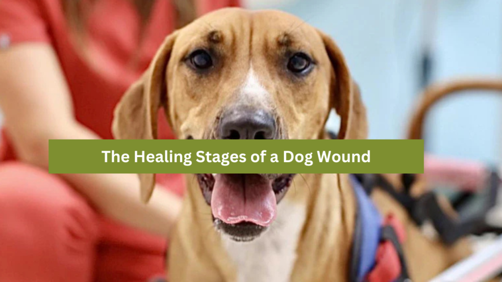 Healing Stages of a Dog Wound