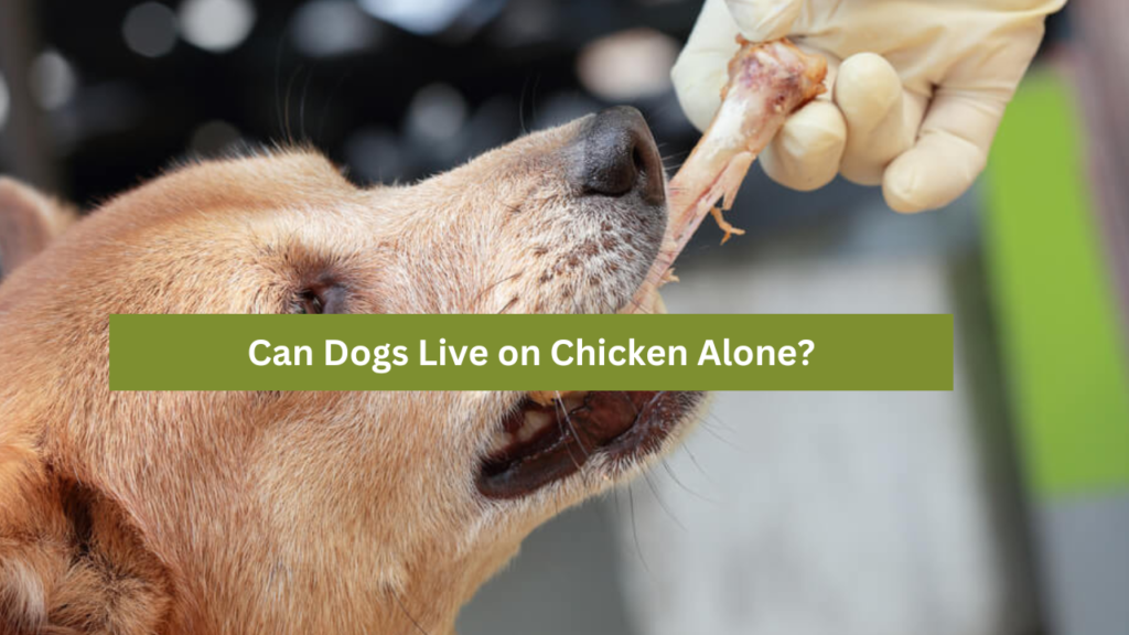 Can Dogs Live on Chicken Alone?