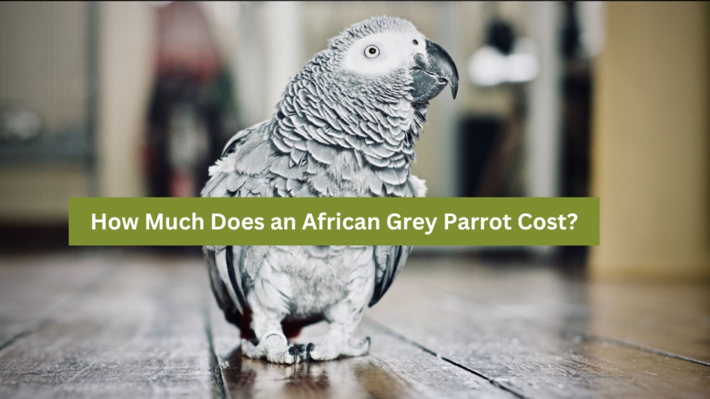 African Grey Parrot Cost