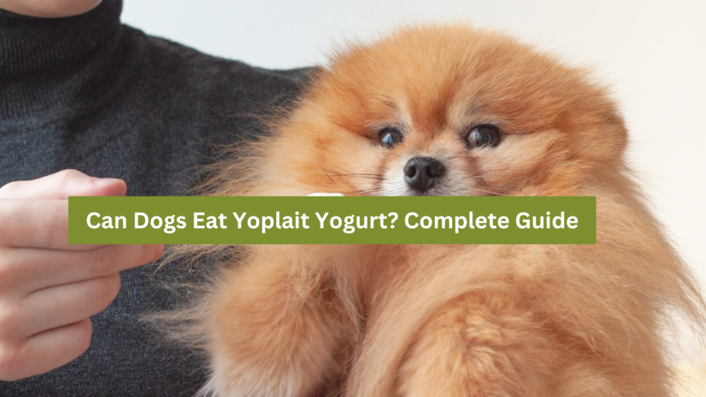 Can Dogs Eat Yoplait Yogurt?