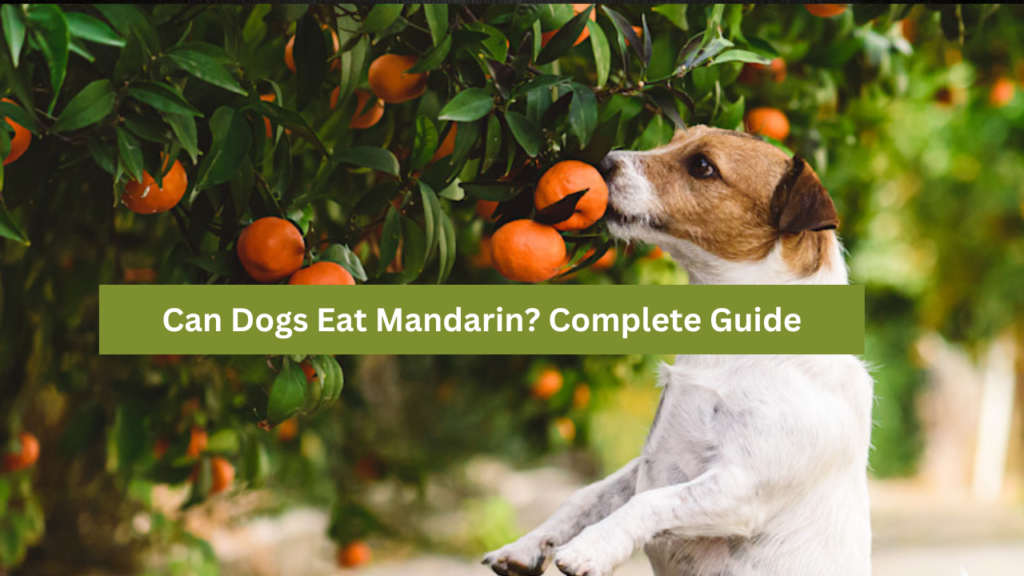 Can Dogs Eat Mandarin