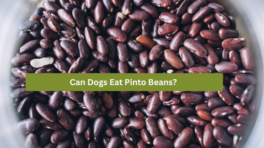 Can Dogs Eat Pinto Beans