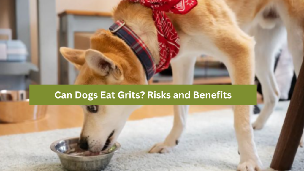 Can Dogs Eat Grits?