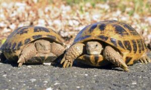 Turtles Make Great Pets