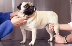 How to Strengthen an Old Dog’s Hind Legs
