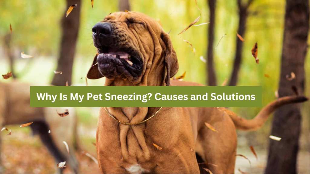 Pet Sneezing