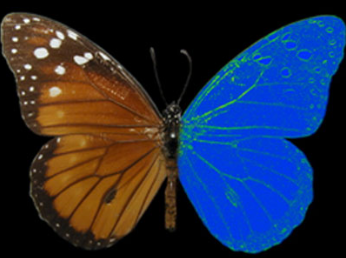 Can Butterflies See Their Wings?