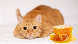 Can Cats Eat Honey?