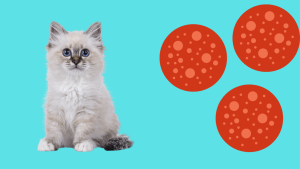 Should I Feed My Cat Pepperoni? The Full Story