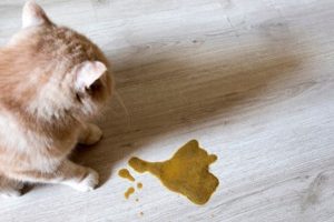 Why Is My Cat Throwing Up Clear Foamy Liquid?