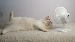 why does my cat slow down in the summer