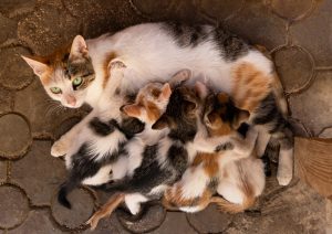 why is my cat trying to move her kittens