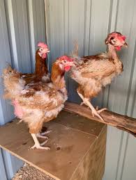 Why Are My Hens Not Laying Eggs?
