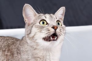 why is my cats meow raspy