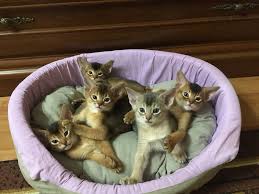 why is my cat trying to move her kittens