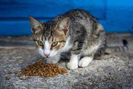 why is my cat suddenly food aggressive