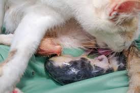 why is my cat bleeding 3 days after giving birth