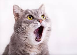 why has my cat lost his voice