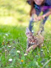 why does my cat run away from me