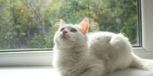 why is my cat shivering while purring