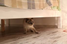 why is my cat acting scared all of a sudden