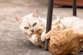 why does my younger cat bullying my older cat