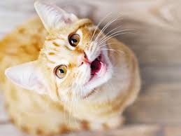 why has my cat lost his voice