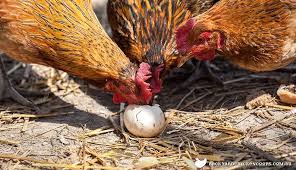 Why Are My Hens Eating Their Eggs