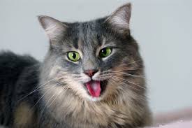 Why Is My Cat Breathing Fast?
