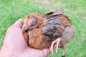 Why Did My Hen Suddenly Go Blind?